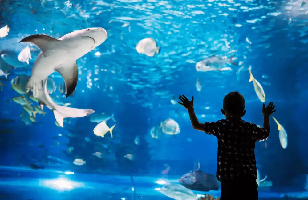 พิพิธภัณฑ์สัตว์น้ำ Phuket Aquarium