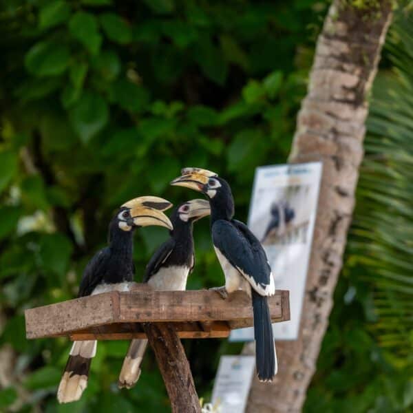 Hornbills